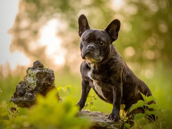 Tierbestattung Käferstein Französische Bulldogge