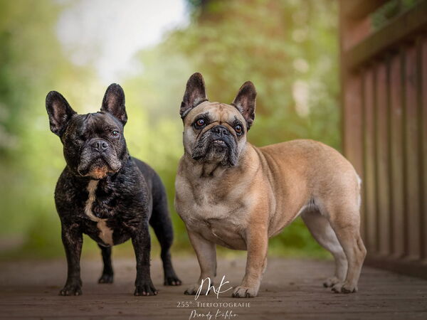 Tierbestattung Bulldogge